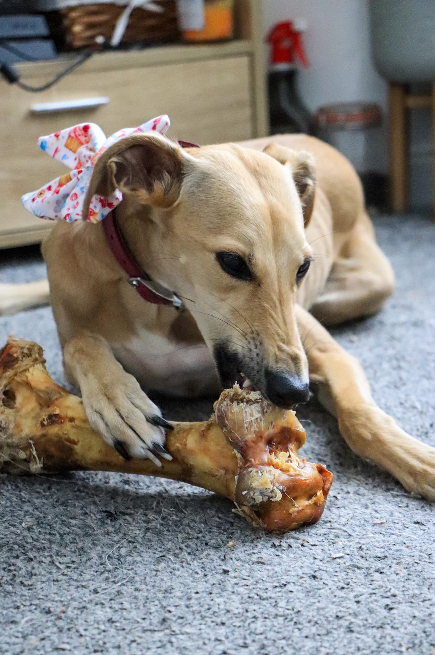 Ostrich Dino Bone